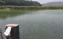  水產養殖水質檢測標準，這五個方面讓水質恢復清新